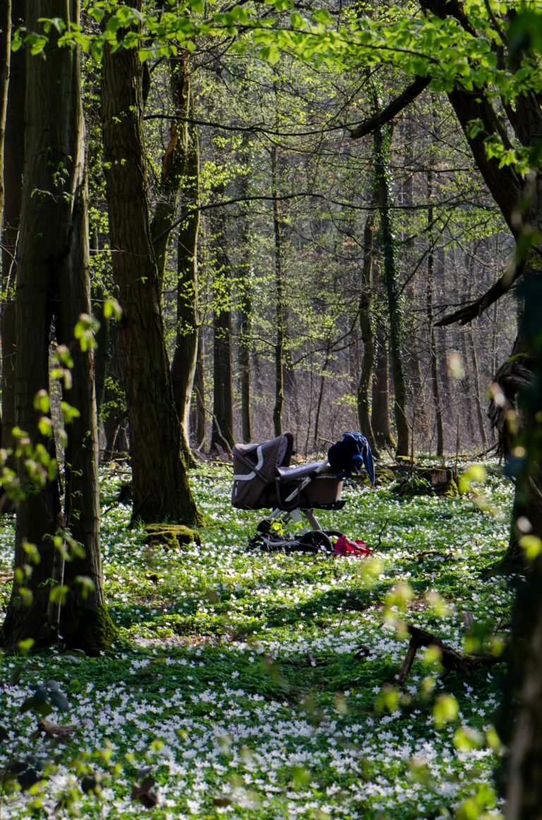 A buggy/pushchair sits in the middle of a forest